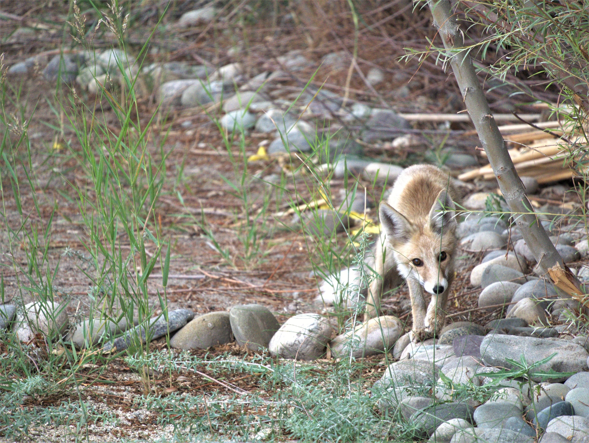 Himalayan Red Fox